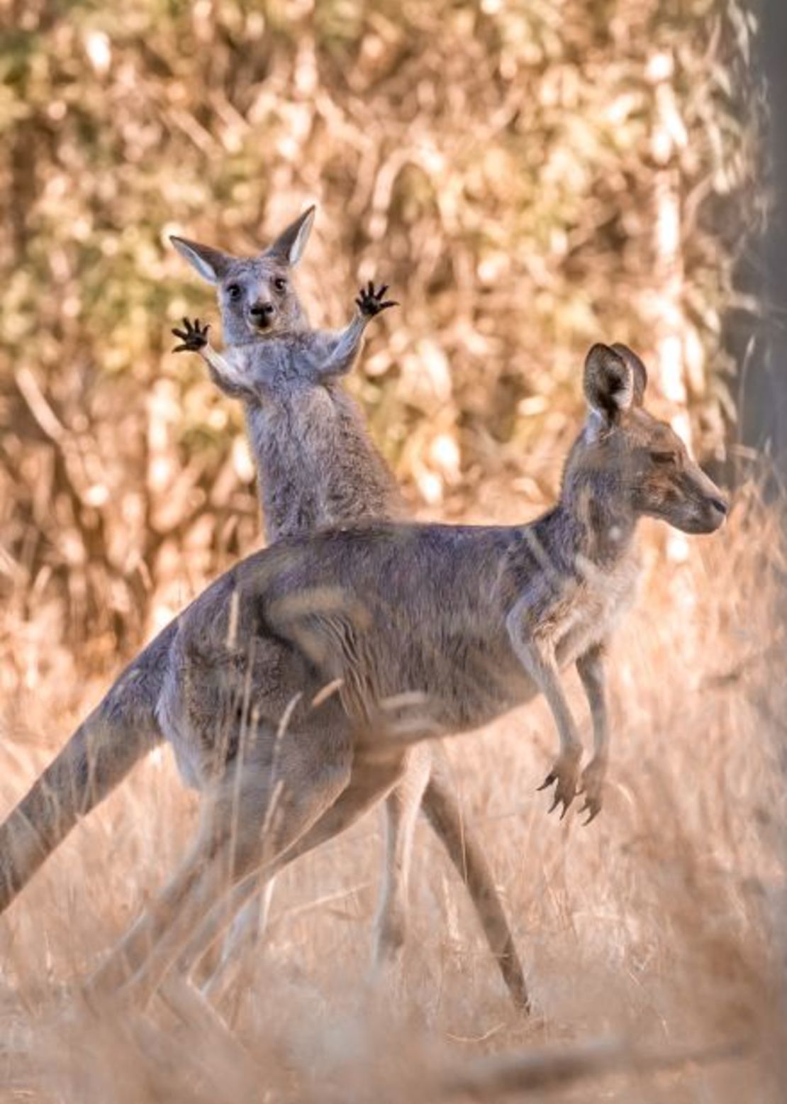 ¡Boing!: esta cría de canguro juguetona fue captada haciendo algunas formas por Lara Mathews en Westerfolds Park en las afueras de Melbourne, Australia.