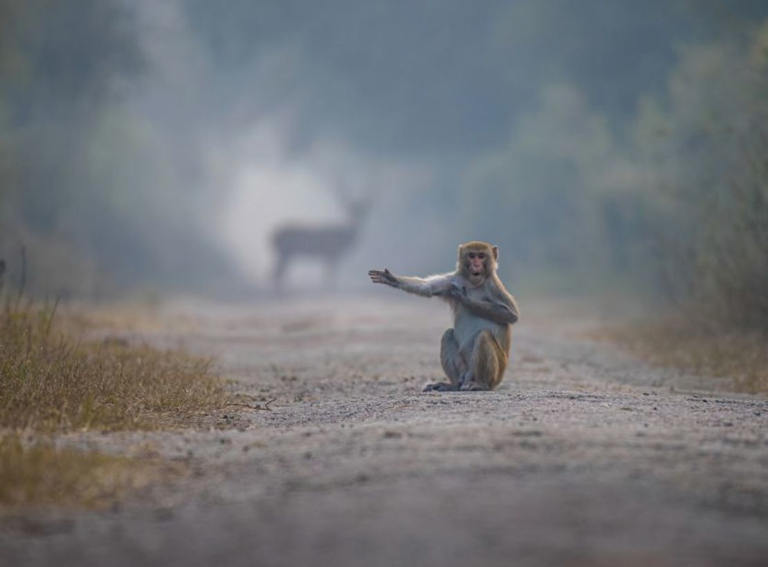 Macaco útil: Pratick Mondal estaba en Bharatpur en Rajasthan, India, cuando vio a este macaco parecer hacer un gesto hacia el ciervo en la foto detrás de él. Muy elogiado.