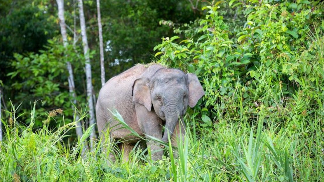 Un elefante en Borneo.