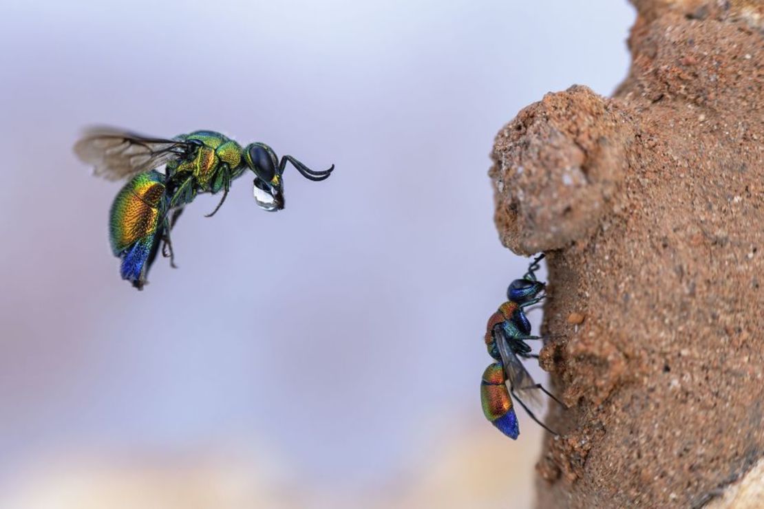 Una avispa cuco es capturada en el aire tratando de entrar en la madriguera de arcilla de una abeja albañil mientras una avispa cuco más pequeña limpia sus alas debajo.