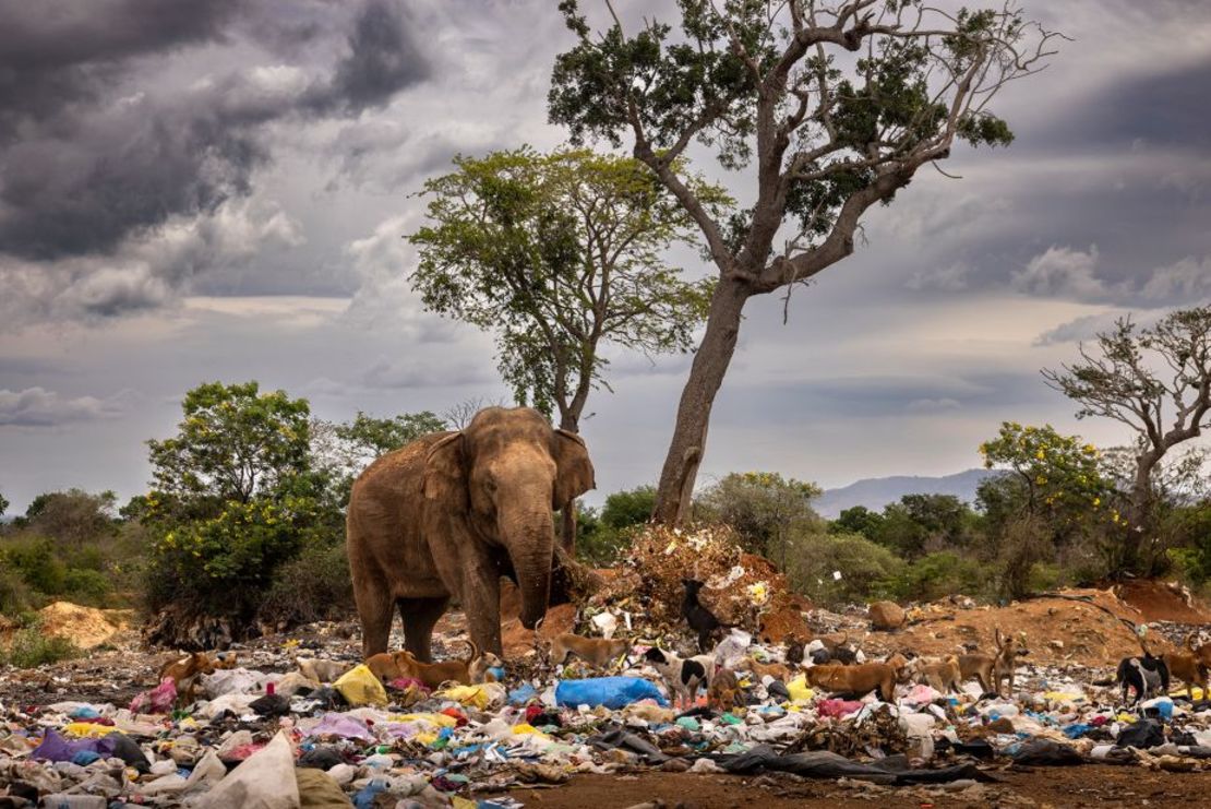 Un elefante macho patea la basura mientras busca verduras y frutas podridas en un vertedero en Tissamaharama, Sri Lanka.