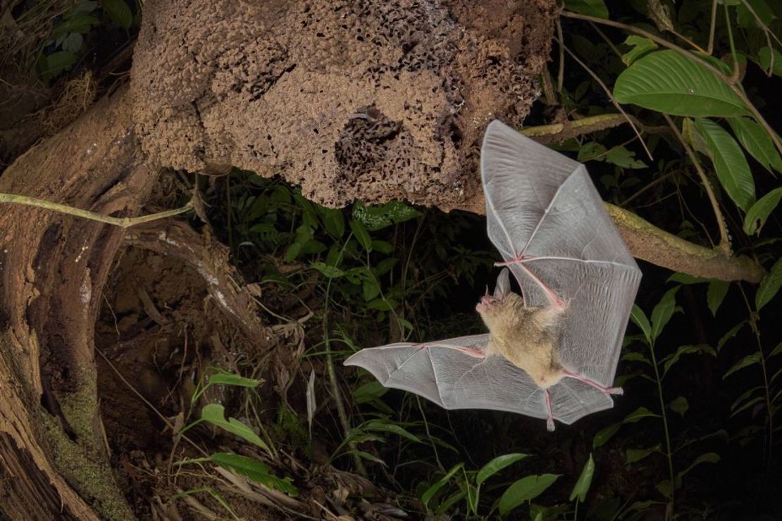 Un murciélago pigmeo de orejas redondas regresa a su nido de termitas mientras dos miembros de la familia bien camuflados observan desde la entrada en los bosques de las tierras bajas de Costa Rica.