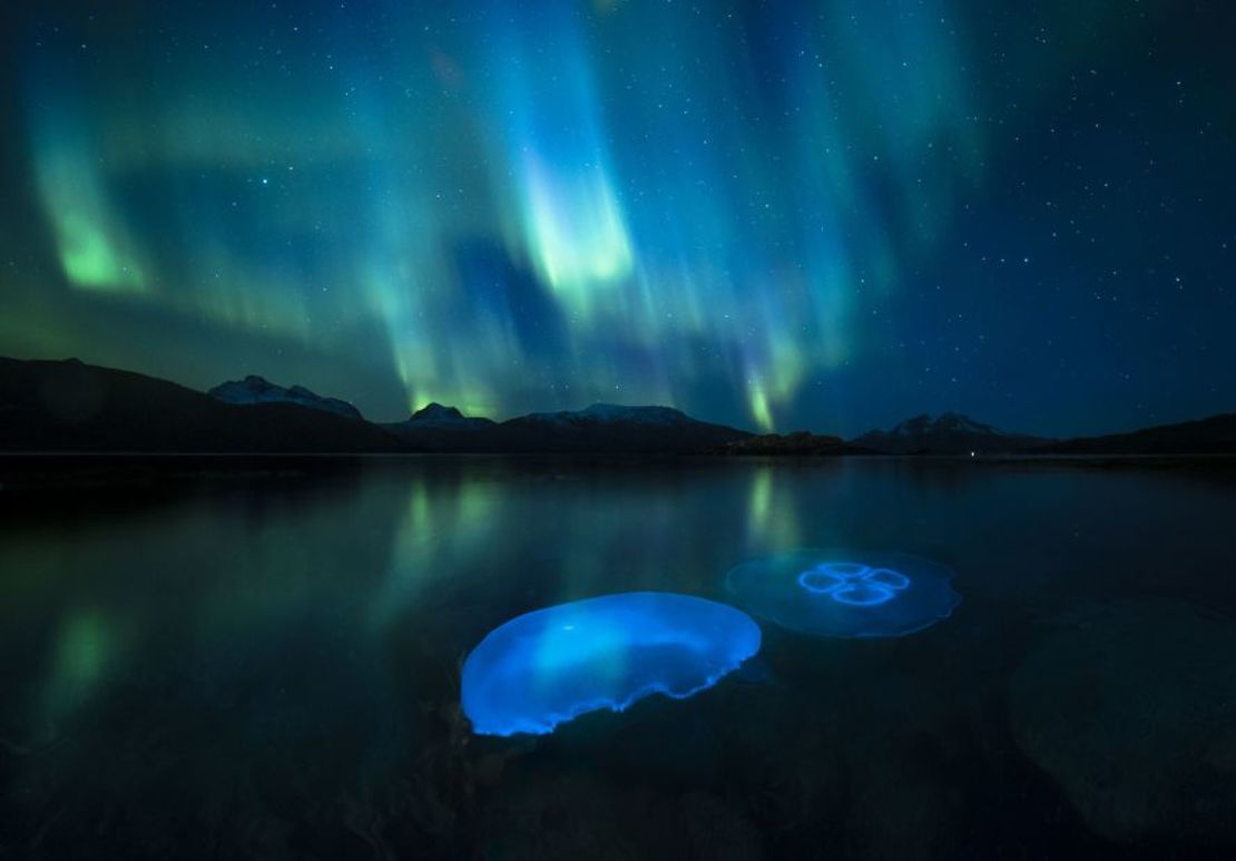 Medusas lunares pululan en las frescas aguas otoñales de un fiordo en las afueras de Tromsø, en el norte de Noruega, iluminadas por la aurora boreal.