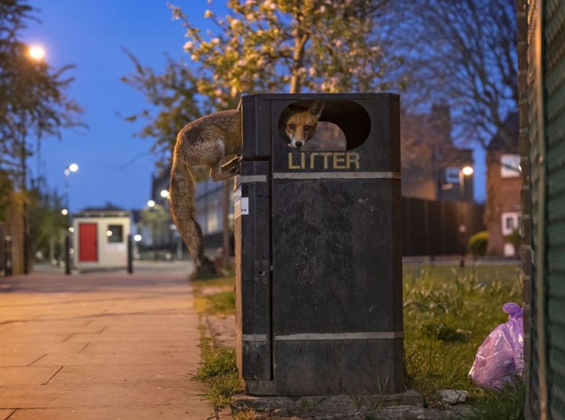 Un joven zorro rojo aprovecha un bote de basura lleno antes del día de recolección en una calle de Londres.