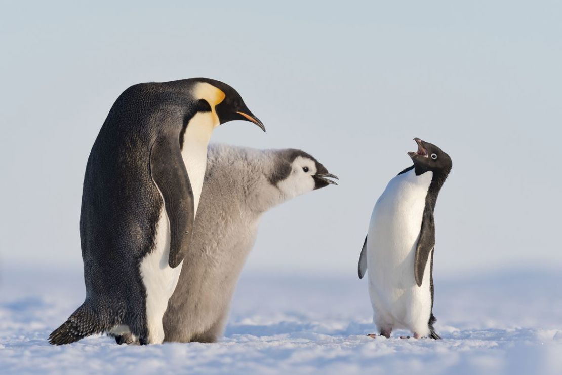 Un pingüino Adelia se acerca a un pingüino emperador y a su polluelo durante la hora de comer en la bahía Atka de la Antártida.