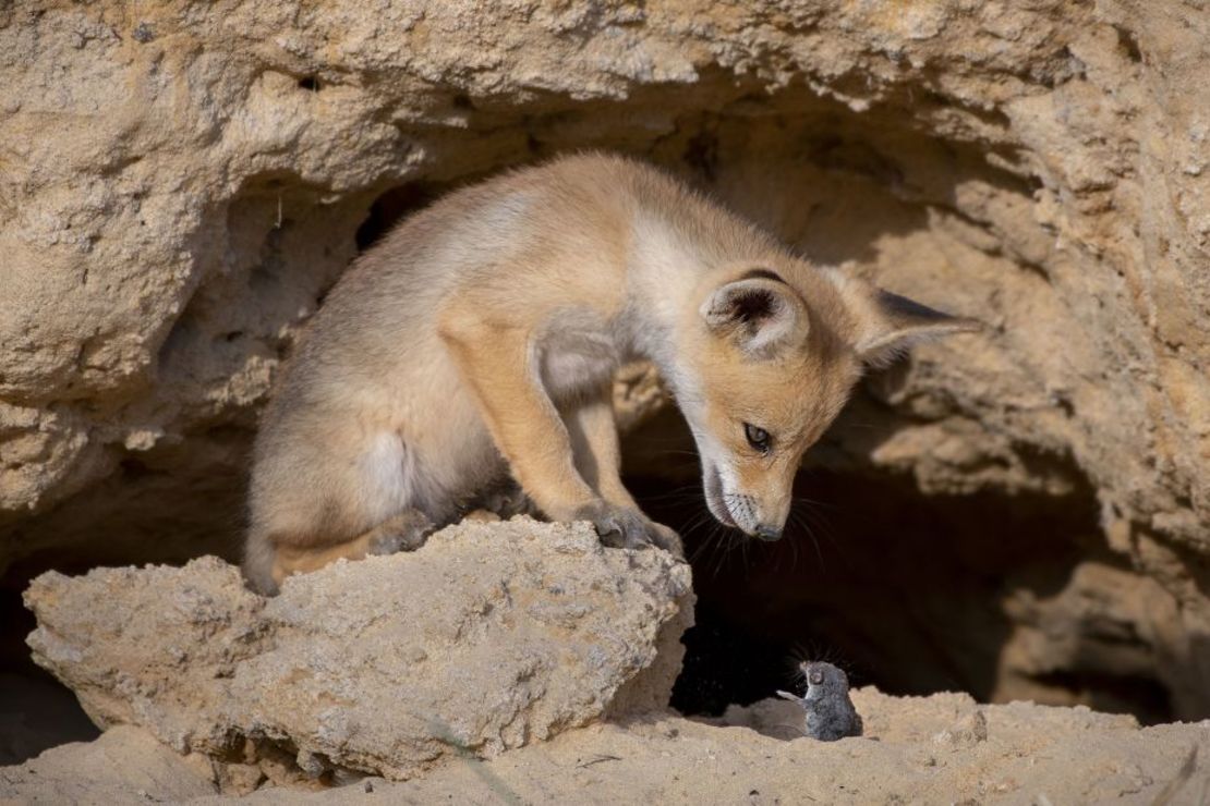 Sobre una roca en las estribaciones de Judea en Israel, un cachorro de zorro rojo mira fijamente a la musaraña que había arrojado al aire momentos antes.