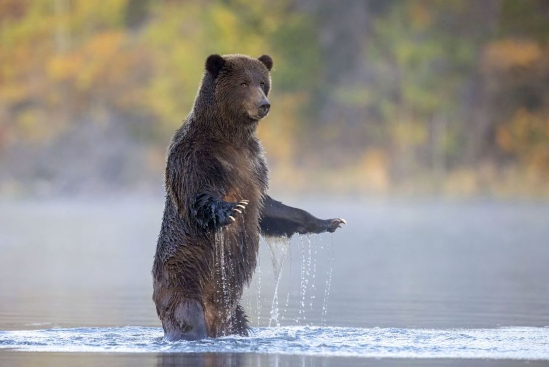 Un oso pardo se levanta sobre sus patas traseras y mira al fotógrafo antes de regresar a pescar salmón en el río Chilko en Columbia Británica, Canadá.