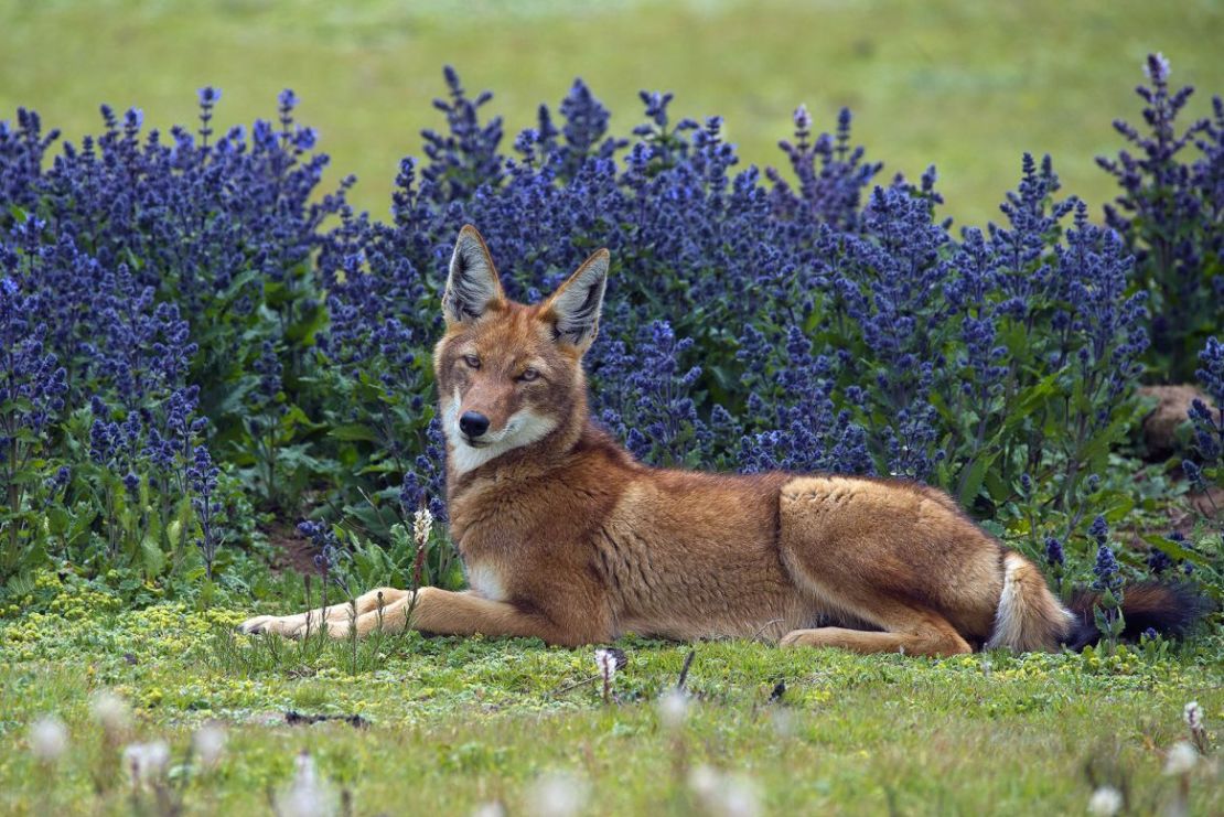 La especie de perro salvaje más rara del mundo, el lobo etíope, descansa entre la vegetación de las tierras altas del Parque Nacional de las Montañas Bale en Etiopía.