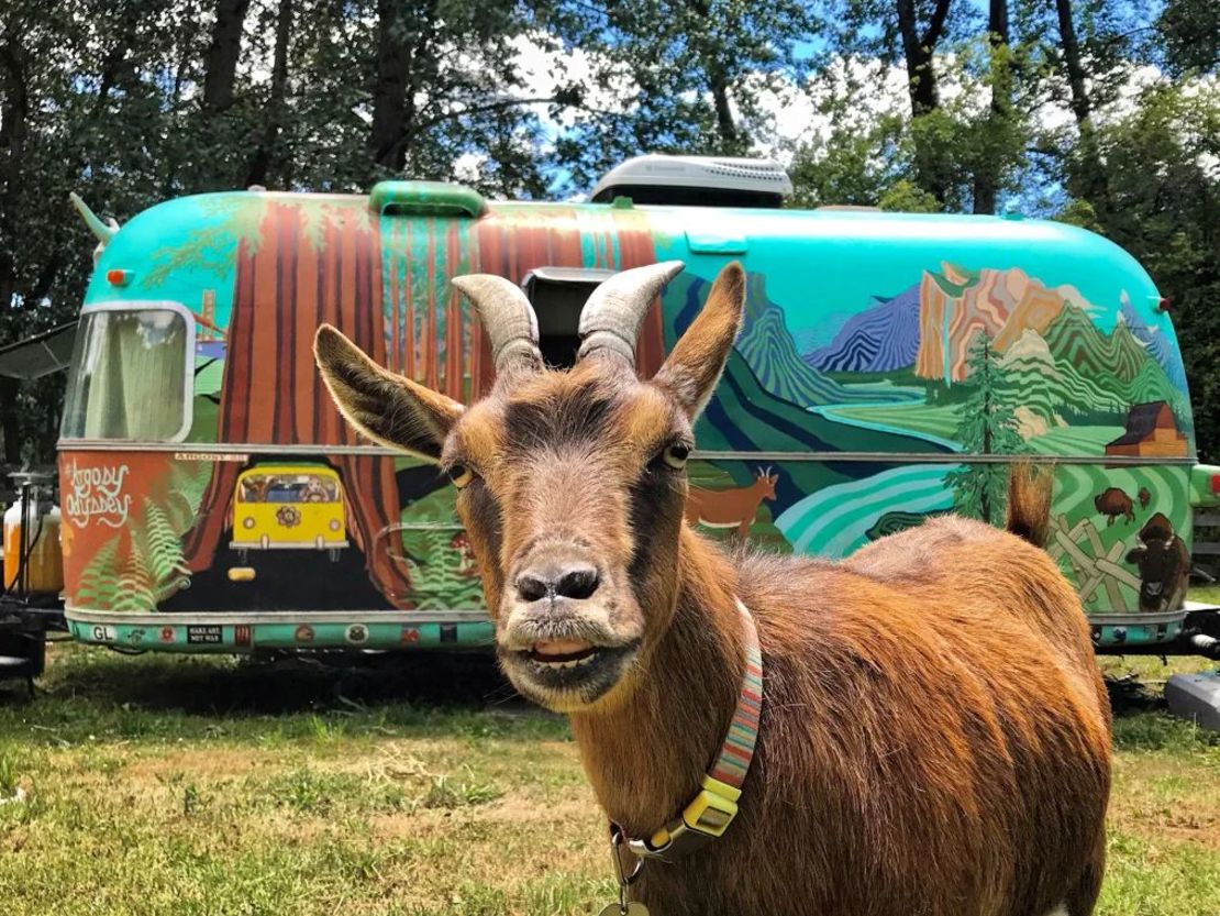 La cabra Frankie pasa varios meses al año viajando por Estados Unidos en una caravana Airstream con sus dueños, Cate y Chad Battles. Crédito: Cate Battles/Argosy Odyssey