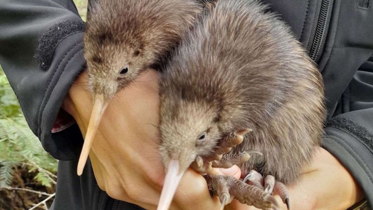 Se descubrieron dos polluelos de kiwi en Wellington, Nueva Zelandia, anunciaron los conservacionistas del Capital Kiwi Project el miércoles 29 de noviembre de 2023.