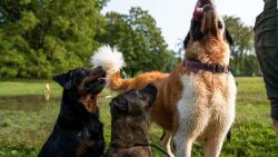 CNNE 1516781 - una misteriosa enfermedad respiratoria causa muerte a perros en ee-uu-