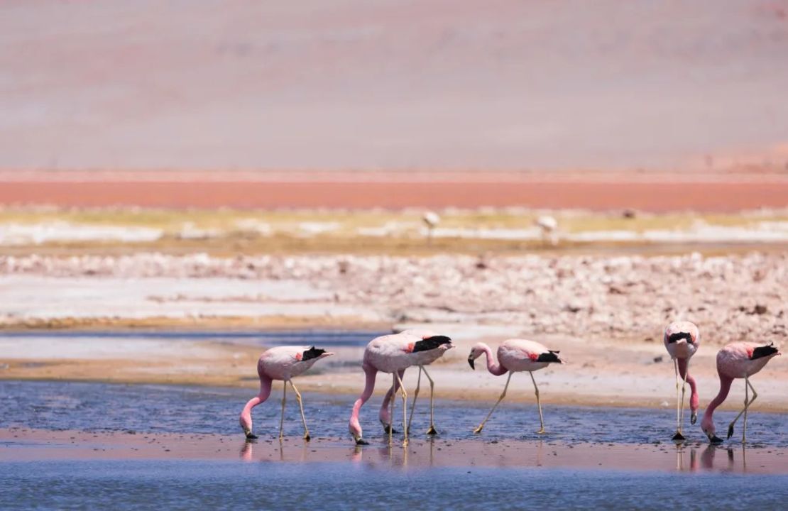 Los flamencos viven en grandes bandadas, por lo que la gripe aviar, altamente contagiosa, puede propagarse rápidamente a partir de un solo ave infectada, explicó la Dra. Johanna Harvey, investigadora postdoctoral de la Universidad de Maryland. Los flamencos de James se muestran en El Peñón, Argentina, y no son miembros de la bandada afectada. Crédito: Richard McManus/Moment RF/Getty Images