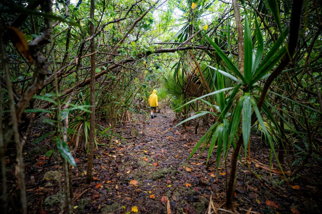 La isla protegida de Ile Aux Aigrette en el océano Índico, cerca de Mauricio, es un lugar potencial para los dodos de Colossal.