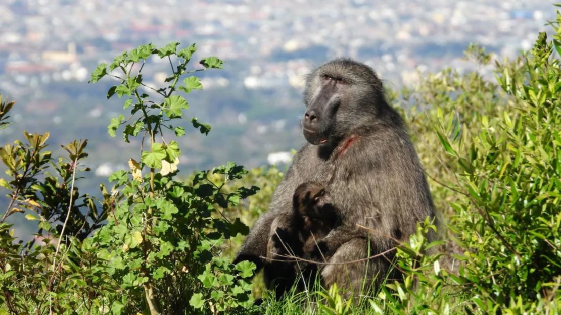 Los babuinos Chacma dominan Ciudad del Cabo, Sudáfrica, desde una ladera.
