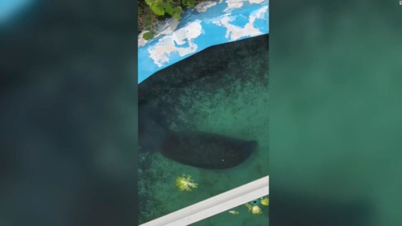 CNNE 1518181 - trasladaran a manaties del miami seaquarium tras polemica