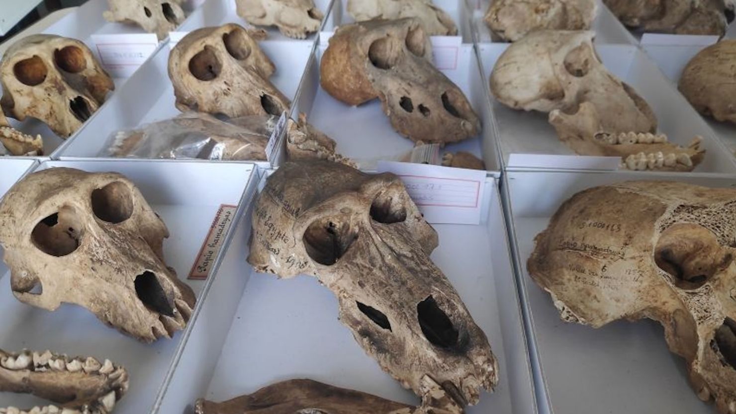 En los tres principales sitios egipcios donde fueron enterradas momias de monos del Viejo Mundo, se ha descubierto un total de 463 primates momificados. Para el nuevo estudio se analizaron restos de 36 de los primates.