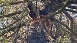 CNNE 1520041 - rescatan perro atascado en un arbol