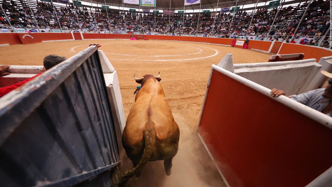 CNNE 1520097 - las corridas de toros en mexico, ¿a consulta ciudadana?