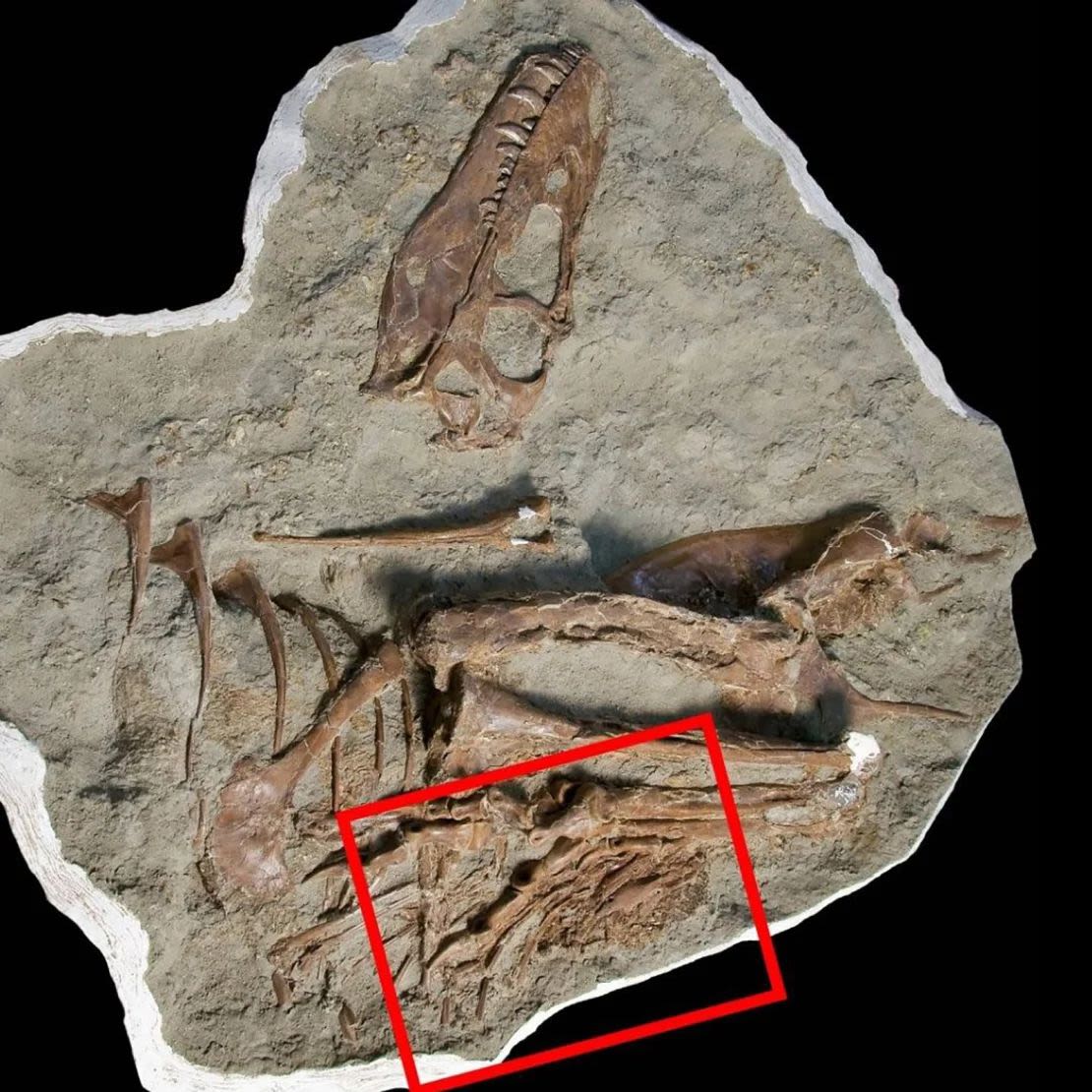 El cuadrado rojo resalta la ubicación del contenido intestinal conservado en el Gorgosaurus libratus.Museo Real Tyrrell de Paleontología.