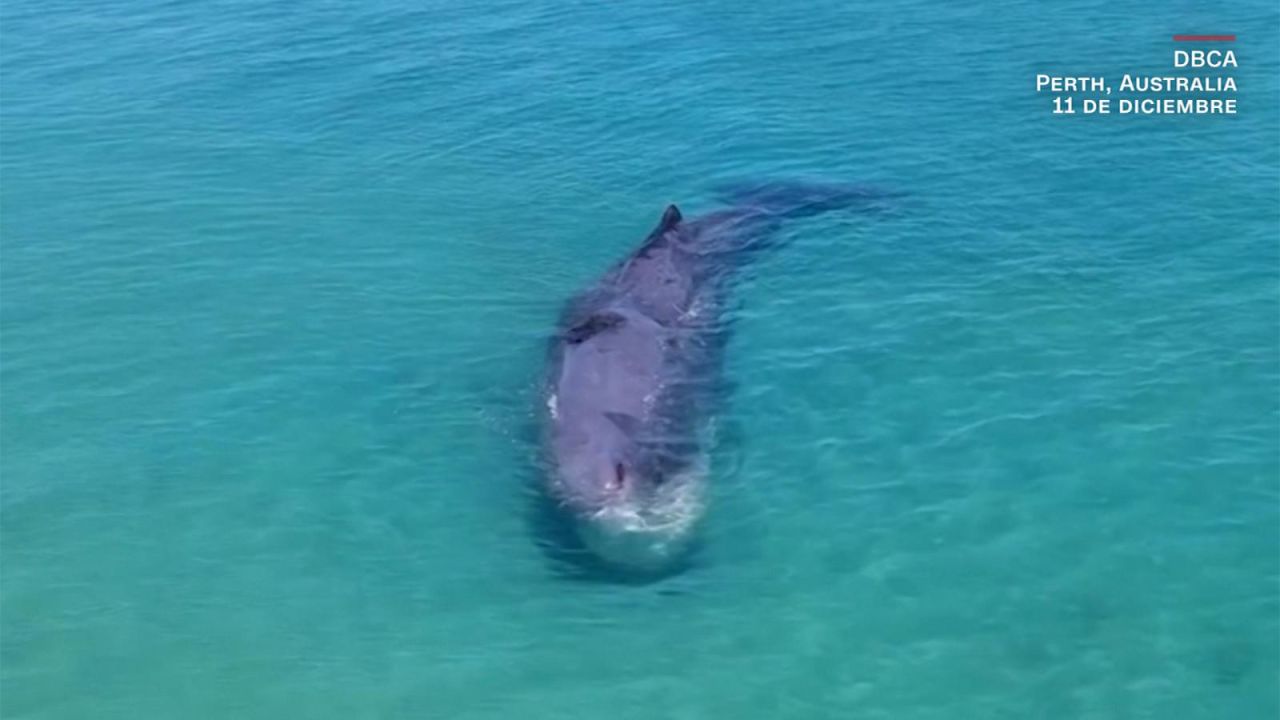 CNNE 1521073 - ballena se acerca a una concurrida playa en australia