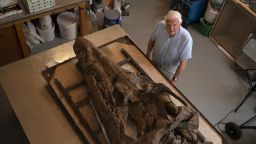 Sir David Attenborough se encuentra junto al fósil de pliosaurio, que mide casi 2 metros de largo, en la Colección Etches en Kimmeridge, en el condado de Dorset, Inglaterra. Crédito: BBC Studios