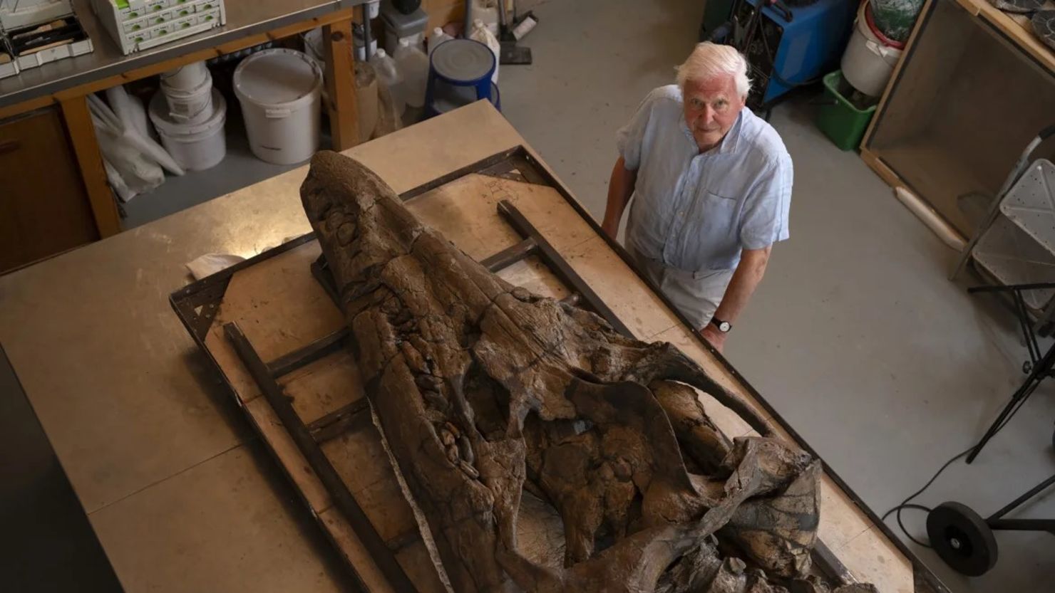 Sir David Attenborough se encuentra junto al fósil de pliosaurio, que mide casi 2 metros de largo, en la Colección Etches en Kimmeridge, en el condado de Dorset, Inglaterra. Crédito: BBC Studios