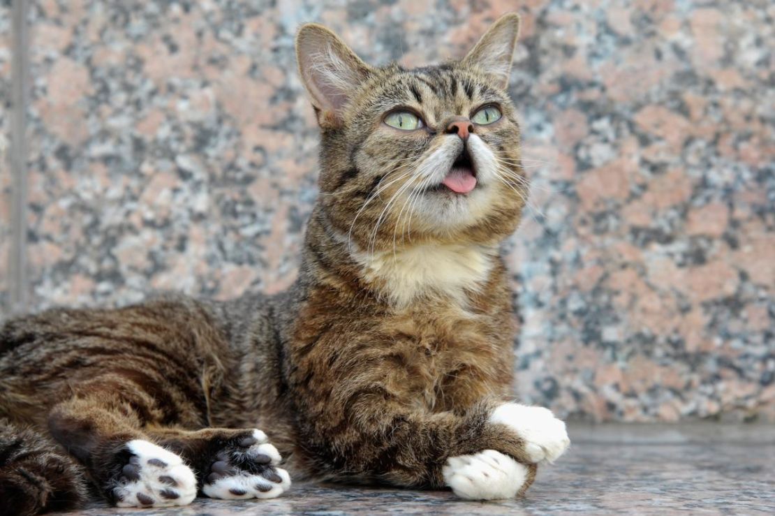 Conocida por: Los mejores sonidos de ronroneo en la Tierra y su adorable lengua salida.