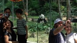 CNNE 1522140 - mira la emotiva despedida a dos pandas que viajaran a china