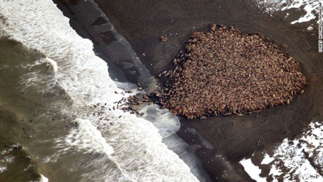 En una foto dada a conocer por la NOAA, más o menos 1.500 morsas aparecen en la costa del noroeste de Alaska el 23 de septiembre.