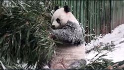 CNNE 1526483 - mira el tierno video de un panda gigante jugando en la nieve