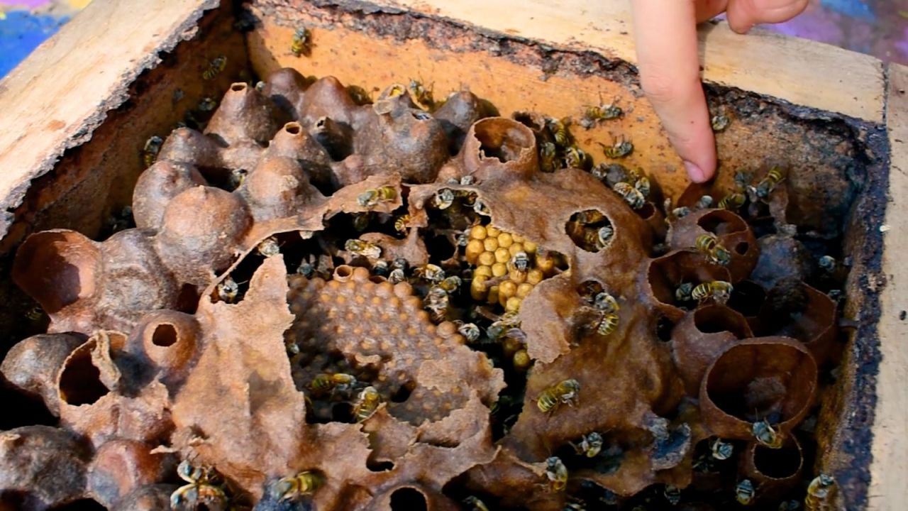 CNNE 1526742 - las abejas, protagonistas del dia del llamado a la tierra