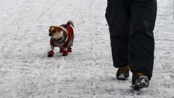 CNNE 1527027 - ¿como proteger a tus mascotas del frio? 4 consejos practicos