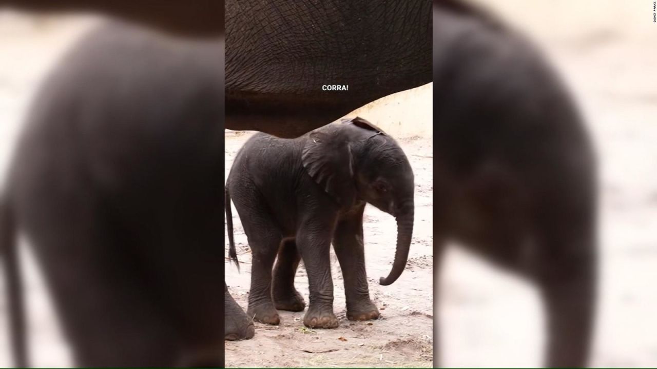 CNNE 1527483 - el primer elefante africano nacido en animal kingdom en 7 anos