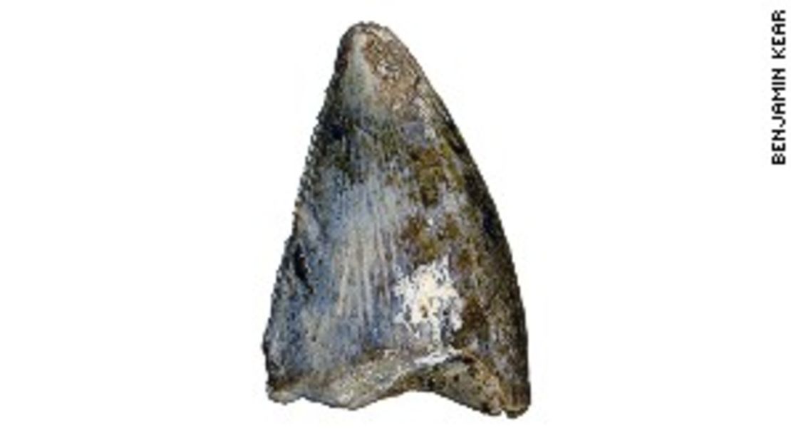 CNNE 152789 - image (1) 140121122354-saudi-arabia-dinosaur-fossil-adaffa-theropod-tooth-story-body-jpg for post 111320