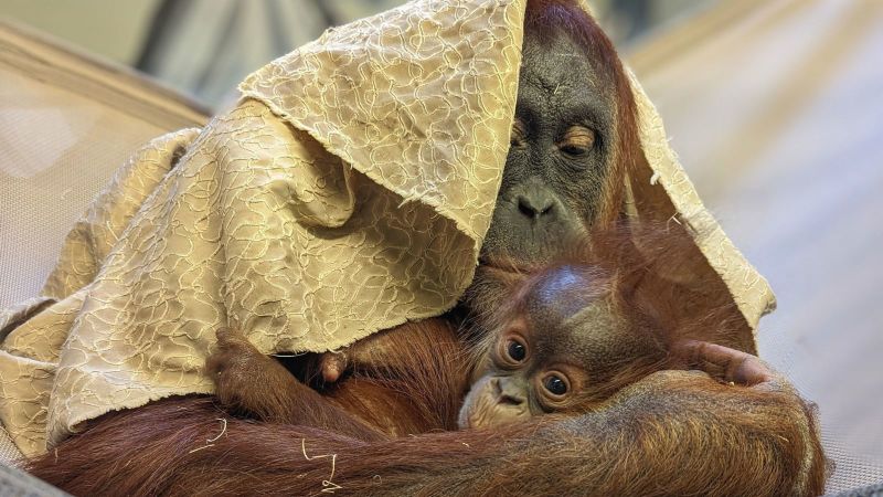 En el zoológico no estaban seguros de quién era el padre de una cría de orangután. Una celebridad reveló los resultados de la prueba de paternidad | cnn