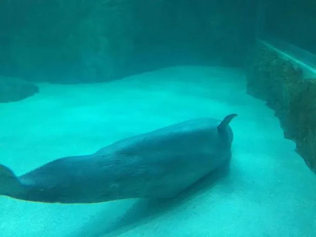 Fotos como ésta, enviadas a CNN, mostraban a la ballena mostrando signos de estrés.