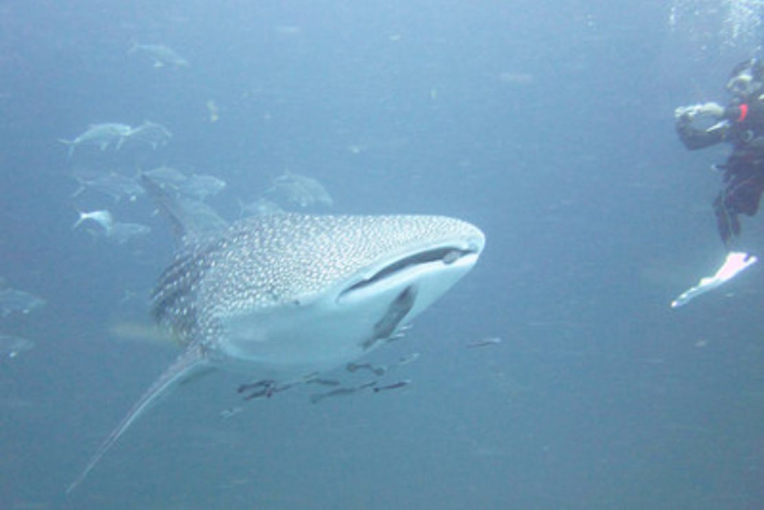 CNNE 153257 - image (1) whale-shark-photo-jpg for post 88186