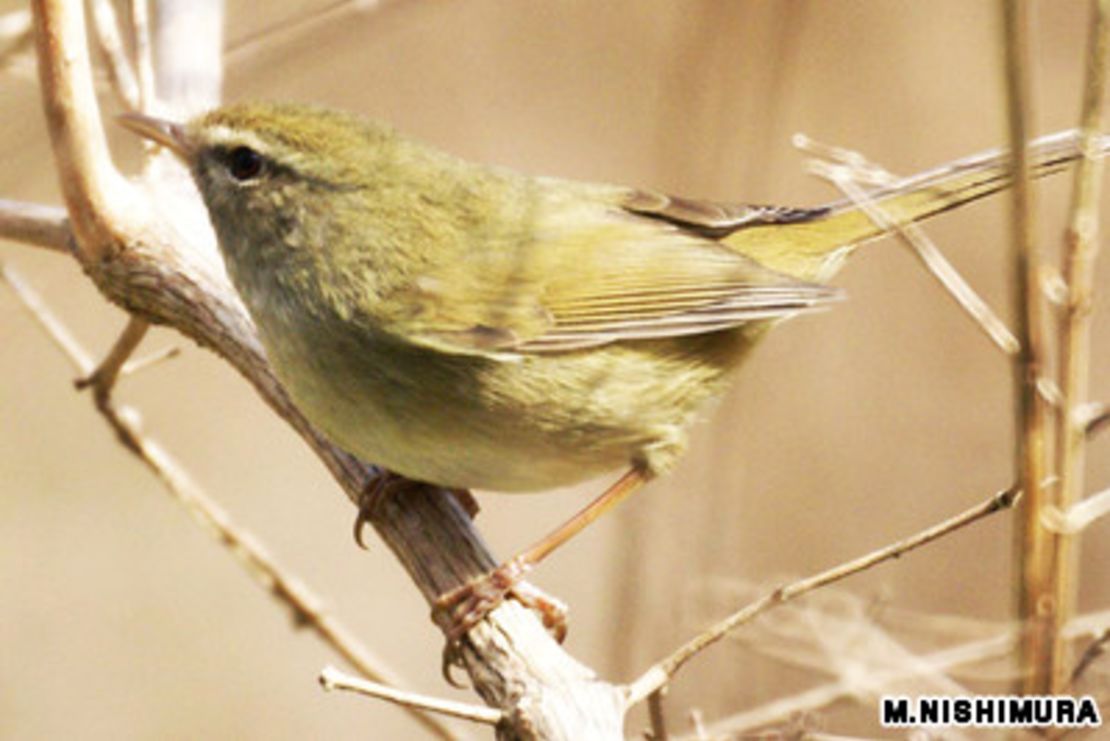 CNNE 153279 - image (7) jap-bush-warbler-il-jpg for post 87129