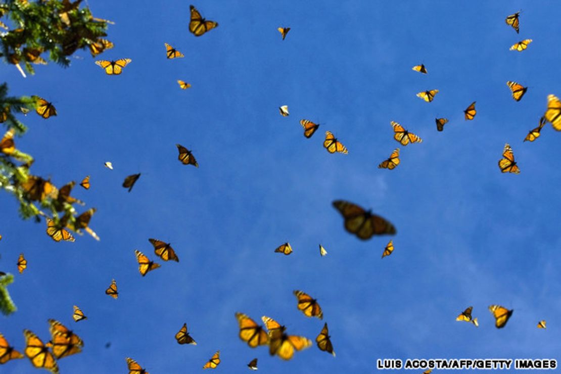 Cada octubre, miles de millones de mariposas monarca arriban a Pacific Grove, California, para anidar durante el invierno. Estas bellezas de color anaranjado con negro llenan los pinos y eucaliptos de la ciudad costera de Monterey.