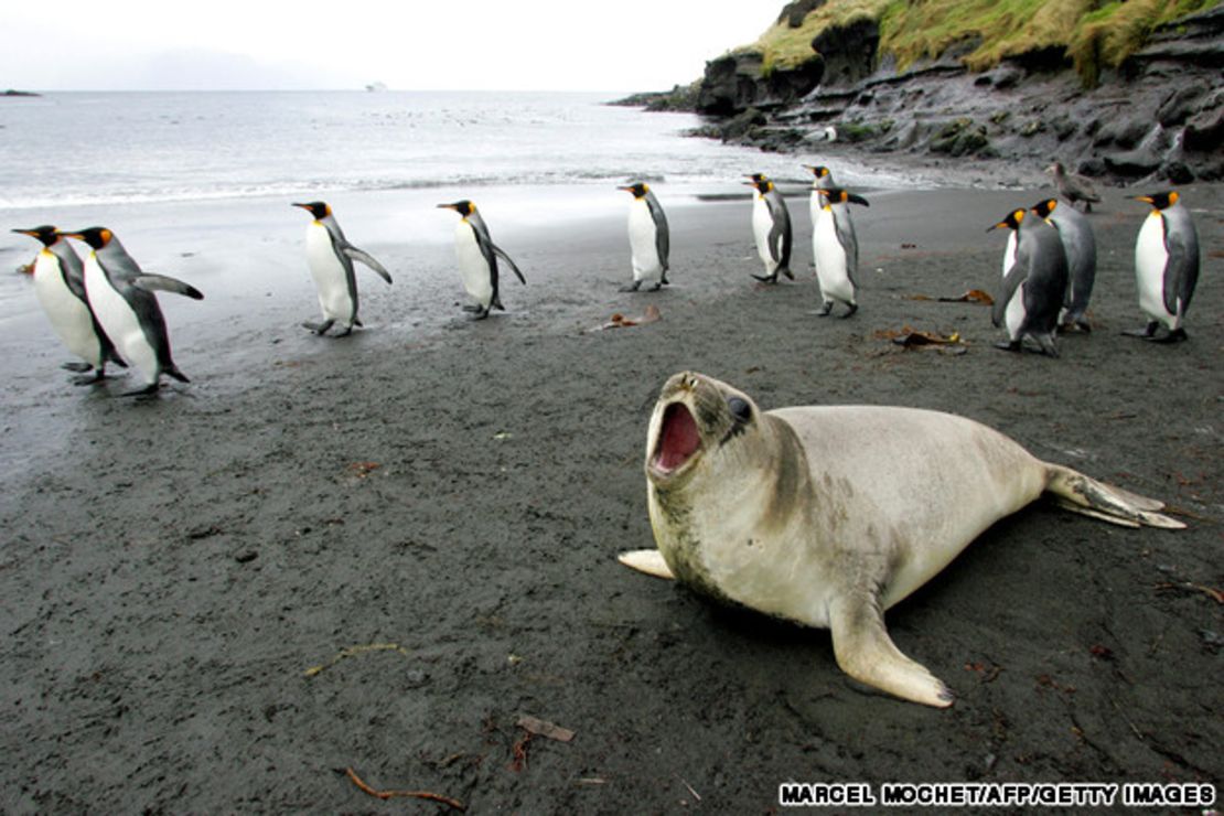 El documental de National Geographic de 2005, La marcha de los pingüinos, presentó al mundo la migración anual de pingüinos emperador en la Antártida: miles de aves de lomo gris y vientre blanco de hasta 1,20 metros de altura hacen varios viajes a través de una enorme placa de hielo —en pleno invierno— y protagonizan una historia de paternidad y nacimiento.