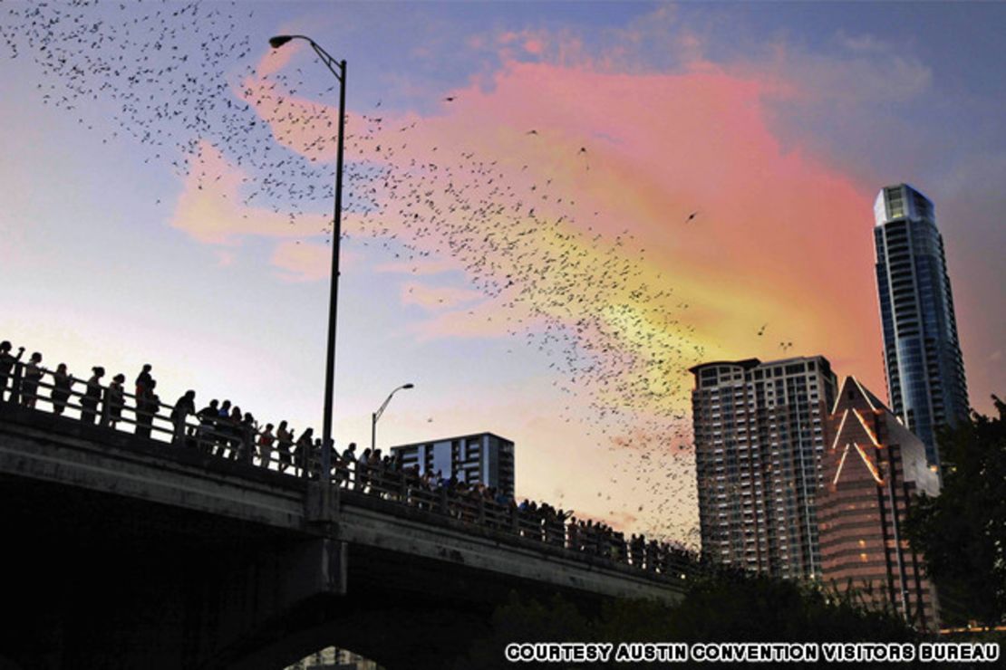 Todas las noches, entre marzo y octubre, los cielos del centro de Austin, Texas, se llenan con los cuerpos alados de entre 750,000 a 1 millón 500,000 murciélagos cola de ratón.