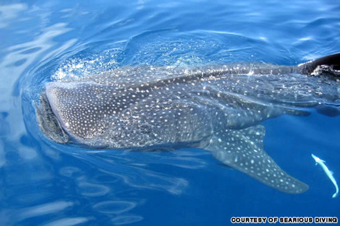 Aunque son enormes (los tiburones ballena pueden llegar a medir más de 12 metros de largo y pesar hasta 15 toneladas), el pez más grande del océano también es completamente dócil y solitario, lo que hace que la llegada de miles de especímenes a las costas de México sea un espectáculo extraordinario.