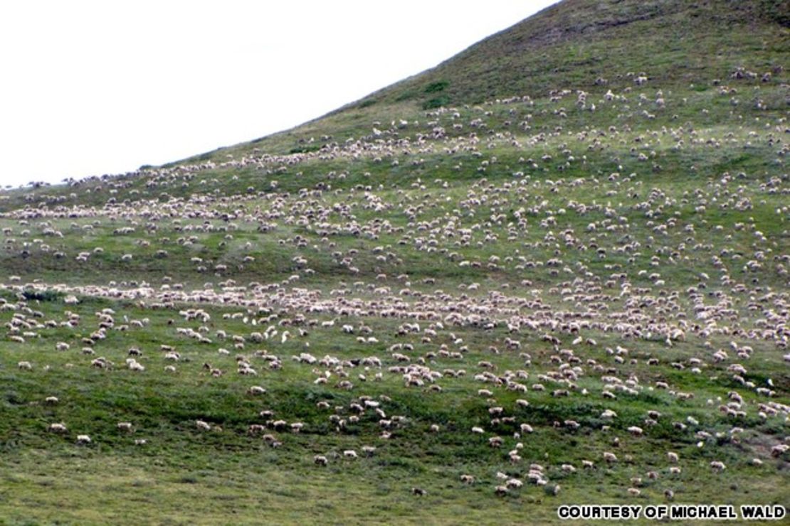 CNNE 153418 - image (6) inline-caribou-arctic-wild_photo_cred_michael_wald-jpg for post 79065