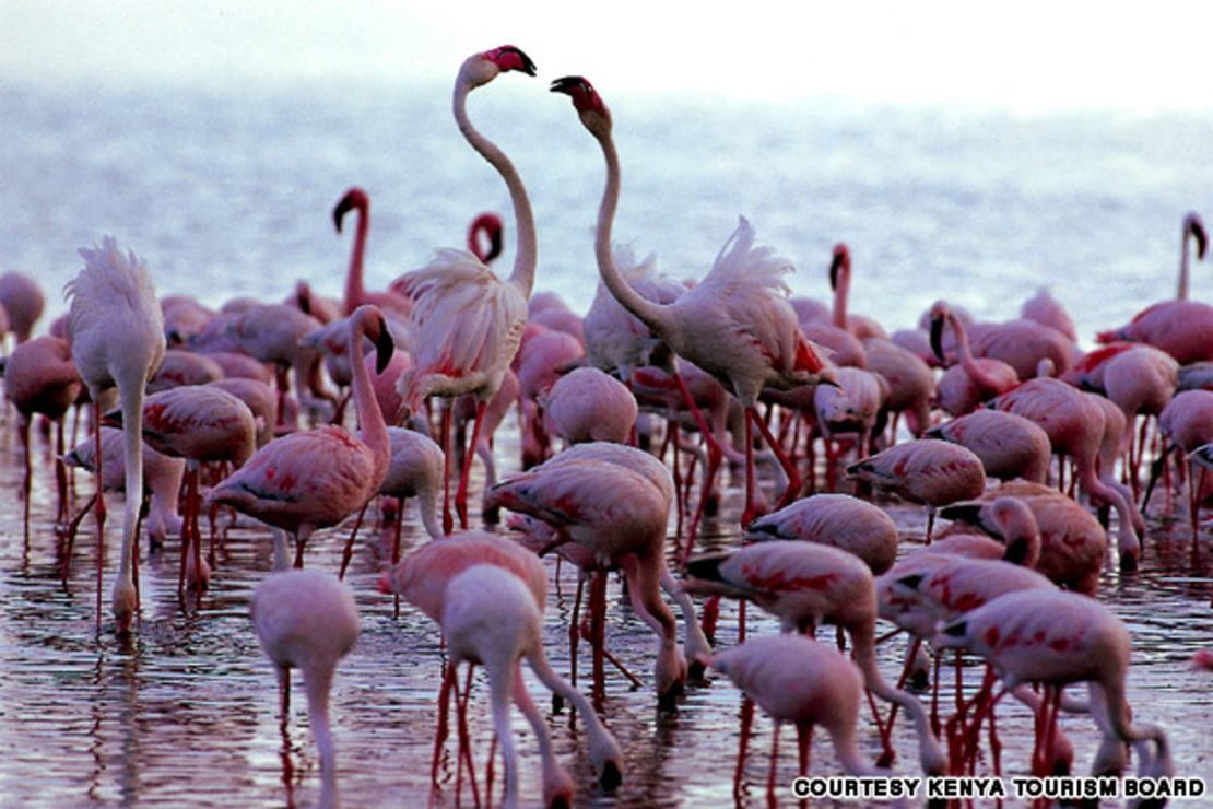 CNNE 153419 - image (8) inline-flamingos-courtesy-kenya-tourism-board-jpg for post 79065