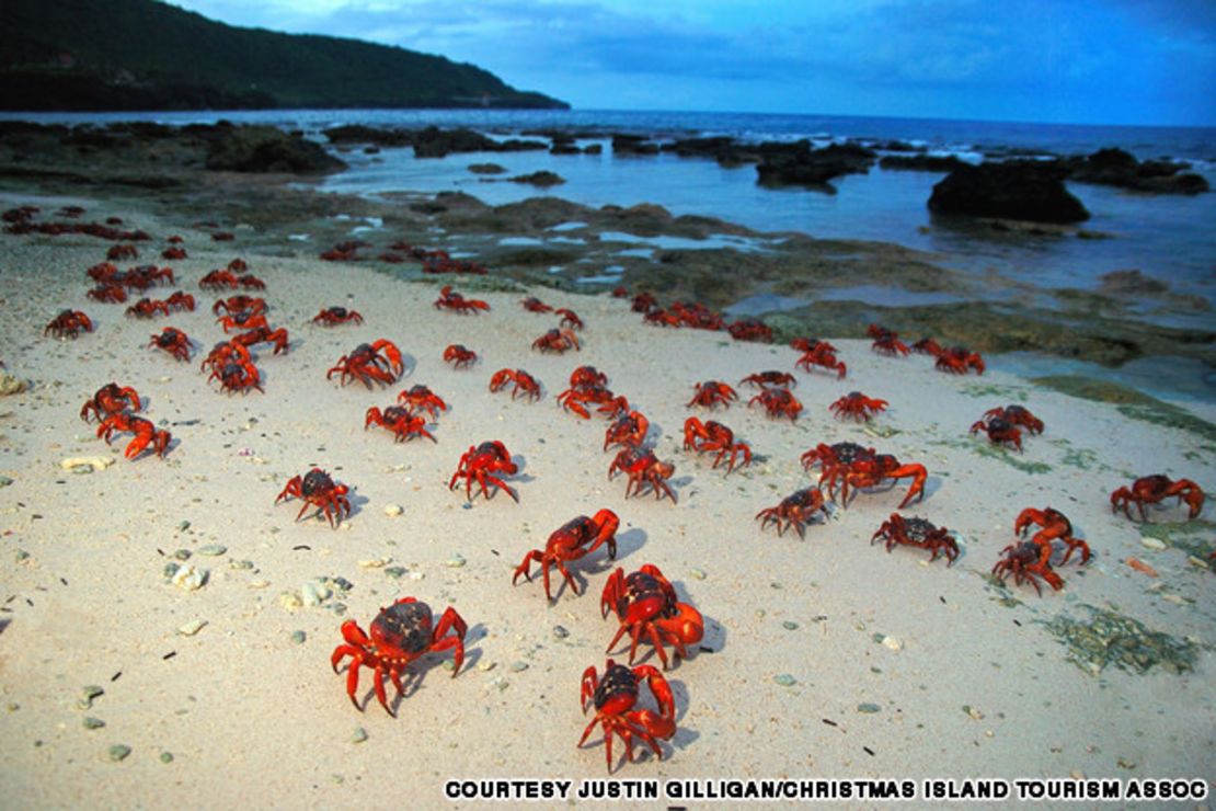 CNNE 153422 - image (9) sunrise-crabs-on-ethel-crop-jpg for post 79065