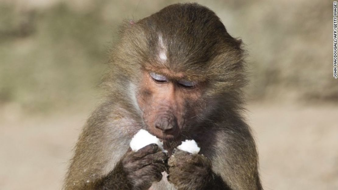 Un babuino oliva examina pedazos de nieve en su cercamiento en el zoológico Zoologischer Garten en Berlín, Alemania, en medio de las bajas temperaturas y la nevada.