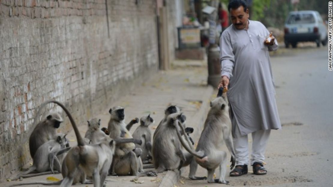 CNNE 153457 - image (2) 130322223041-india-monkey-feed-horizontal-gallery-jpg for post 77836