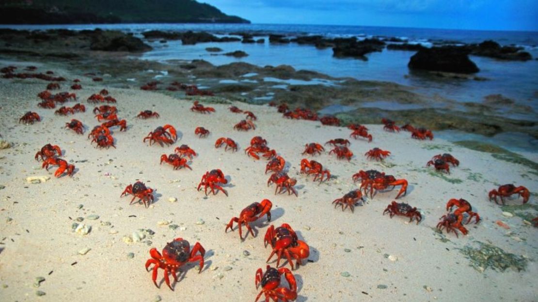 Cangrejos rojos migran al mar en la playa Ethel de la isla de Navidad.