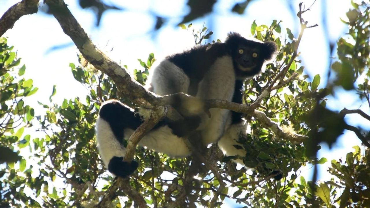 CNNE 1535795 - asi es el canto de los lemures en madagascar