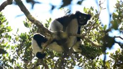 CNNE 1535795 - asi es el canto de los lemures en madagascar